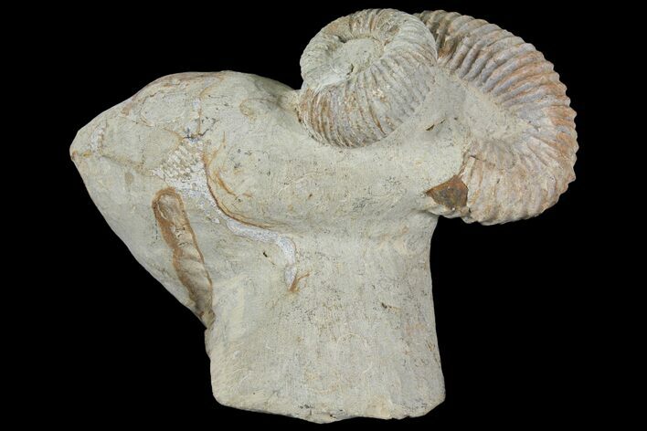 Really Cool Heteromorph (Nostoceras) Ammonite - Madagascar #96196